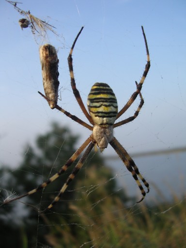 Argiope bruennichi